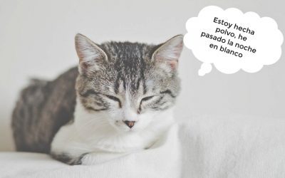 Origen de las frases hechas